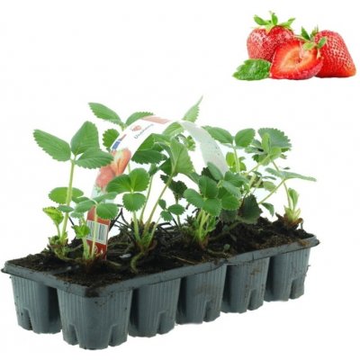 Jahodník balkonový převislý Mara de Bois 10pack – Zbozi.Blesk.cz