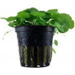 Hydrocotyle verticillata - Pupečník přeslenitý – Sleviste.cz