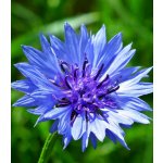 Chrpa modrá - Centaurea cyanus - semena - 30 ks