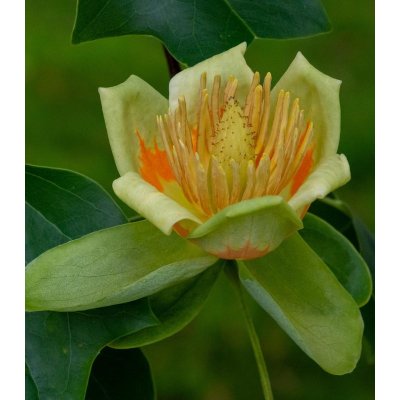 Liliovník tulipánokvětý - Liriodendron tulipifera - semena - 10 ks