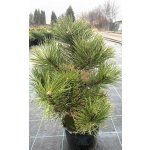 Pinus nigra 'Helga' Prodejní velikost: 030/040, Velikost hrnku: 7,5 l – Hledejceny.cz