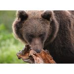 Pohlednice Medvěd – Hledejceny.cz
