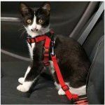 Karlie-Flamingo Bezpečnostní postroj do auta S – Zboží Mobilmania