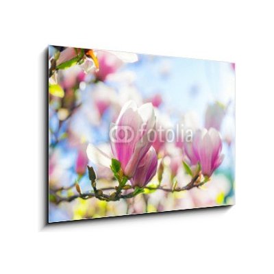 Obraz 1D - 100 x 70 cm - Beautiful blossoming magnolia tree in the spring time Krásný kvetoucí magnolia v jarním období – Zboží Mobilmania