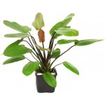 Echinodorus barthii – Sleviste.cz