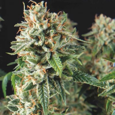 Pyramid Seeds Super OG Kush Fast semena neobsahují THC 5 ks – Hledejceny.cz