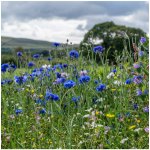 Střešní zahrada - Planta Naturalis - prodej semen - 40 g – Hledejceny.cz