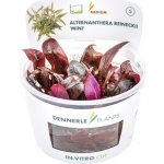 Alternanthera reineckii mini - Plevuňka reinekova mini – Zboží Dáma