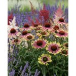 Třapatkovka Echinacea 'Green Twister' 1 ks – Zboží Dáma