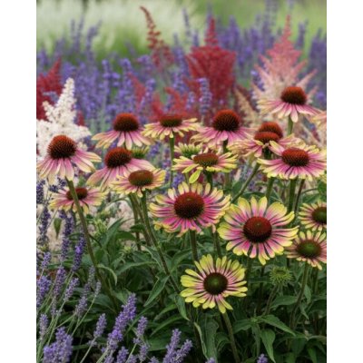Třapatkovka Echinacea 'Green Twister' 1 ks – Zboží Dáma