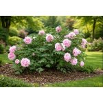 Paeonia suffruticosa v kultivarech Prodejní velikost: 015/025, Velikost hrnku: 1 l – Zboží Dáma