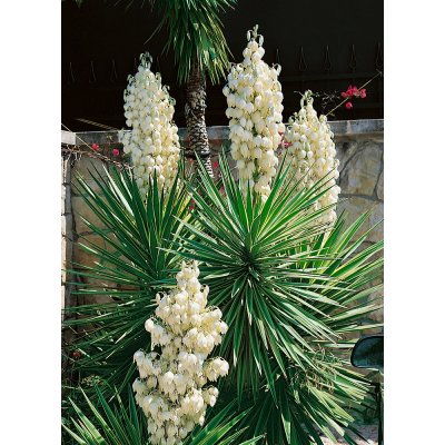 Juka vláknitá 'Filamentosa' 1 ks – Sleviste.cz