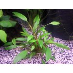 Cryptocoryne nevillii – Zboží Dáma