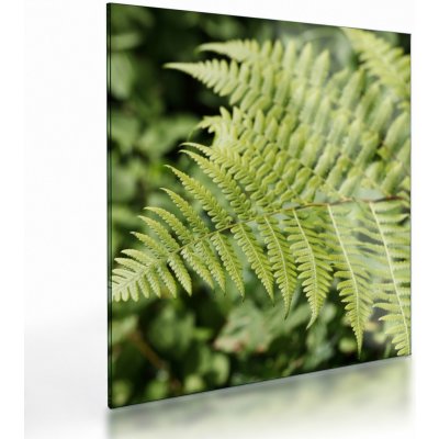 Skleněný obraz - Kapradinový list, jednodílný 40x40 cm na skle – Hledejceny.cz