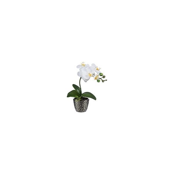 Květina Orchidej Phalenopsis 35cm bílá - Gasper