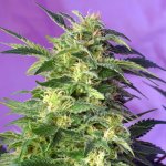 Sweet Seeds Killer Kush AUTO semena neobsahují THC 3 ks – Zboží Mobilmania