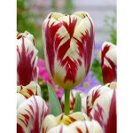 GRAND PERFECTION - BÍLO ČERVENÝ TULIPÁN Množství cibulek v jednom balení: 5 ks – Zboží Dáma