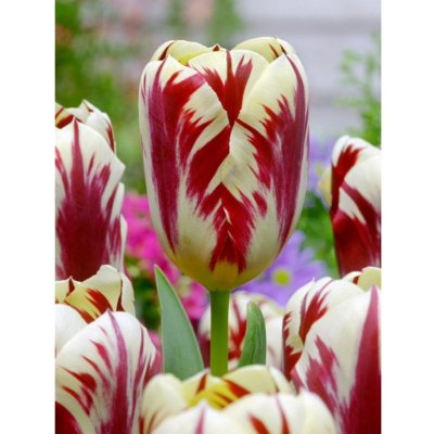 GRAND PERFECTION - BÍLO ČERVENÝ TULIPÁN Množství cibulek v jednom balení: 5 ks – Zboží Dáma