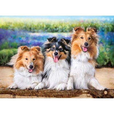 CASTORLAND Sheltie v levandulové zahradě 200 dílků – Zboží Mobilmania