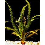 Aponogeton crispus - Kalatka kadeřavá – Zboží Dáma