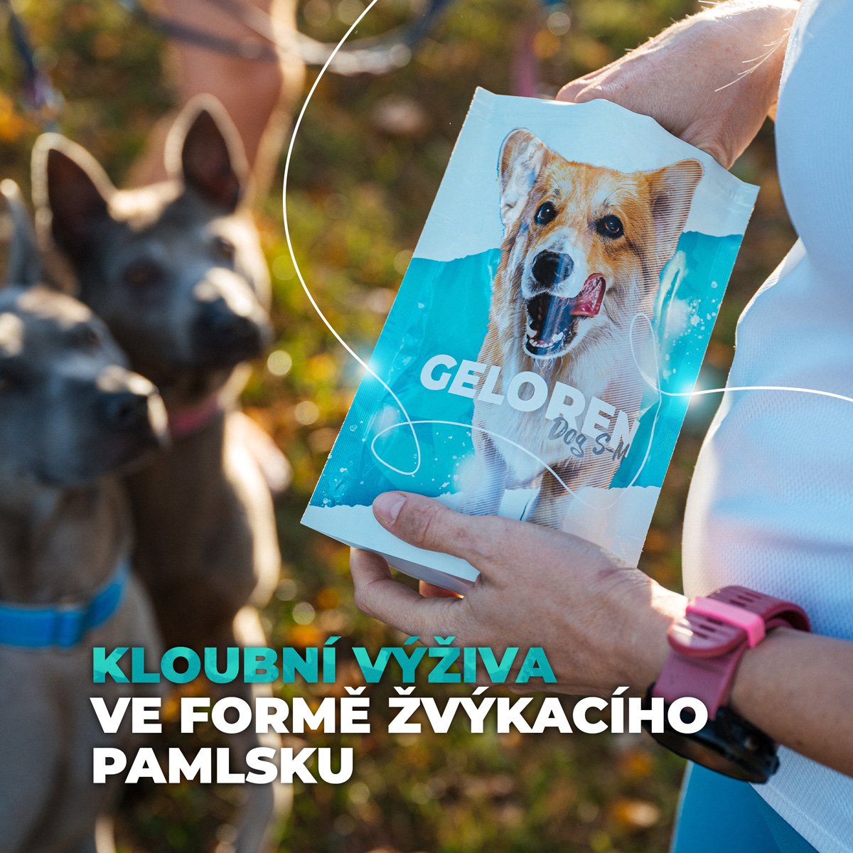 Doporučujeme podávat Geloren DOG