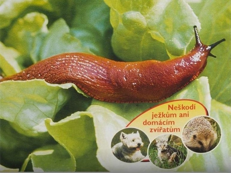 Ferramol Zkusenosti (proti slimákům plžům, slimáci plzáci, slimáků plžů, slimákům plžům, aplikaci Ferramolu) Ferramol Zkusenosti