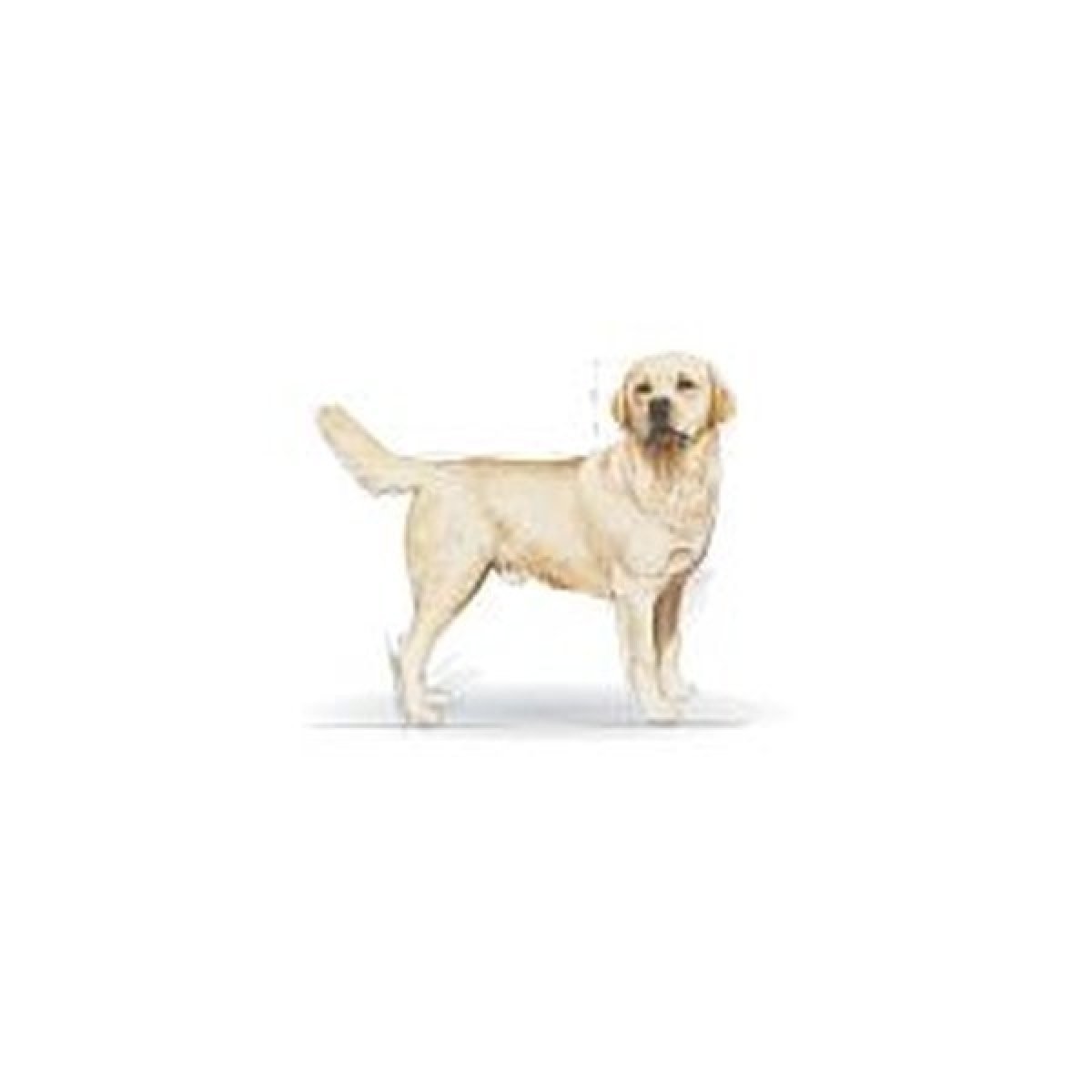 Royal Canin Labrador Retriever Adult 12 kg od 1 185 Kč - Heureka.cz