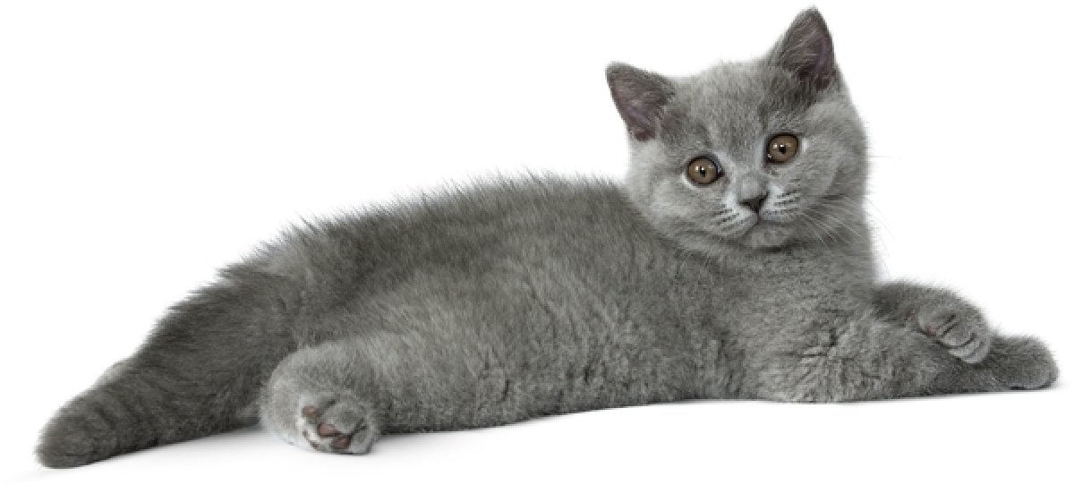 Ideální pro koťátka britské krátkosrsté kočky