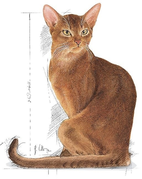 Royal canin savour 2025 exigent 10 kg