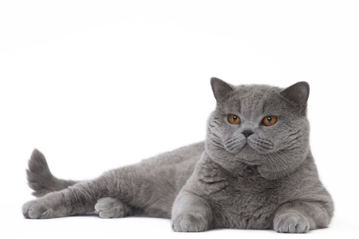 Ideální pro britské krátkosrsté kočky