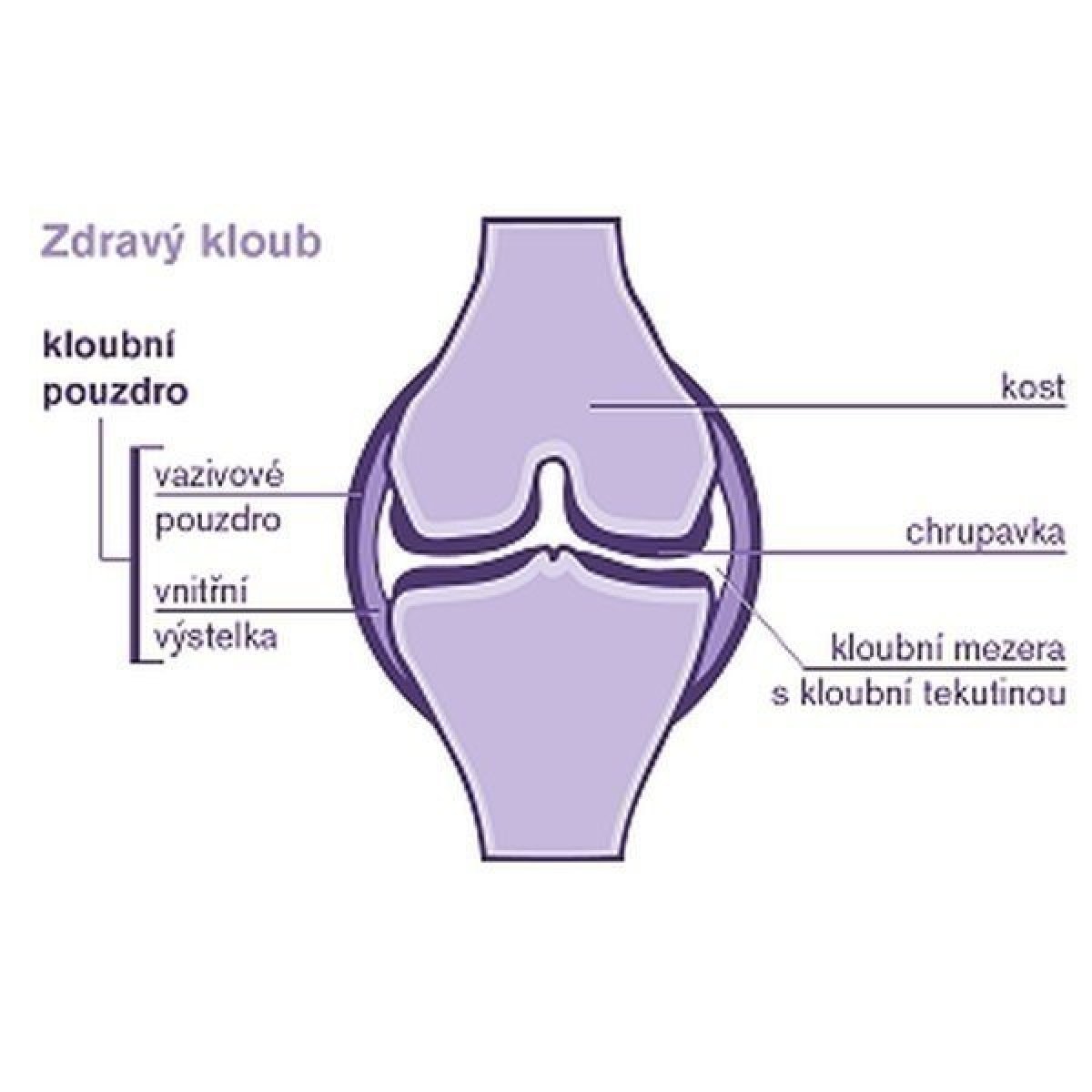 Popis zdravého kloubu