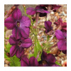 Tabák okrasný vonící Deep purple F1 - Nicotiana - prodej semen - 50 ks