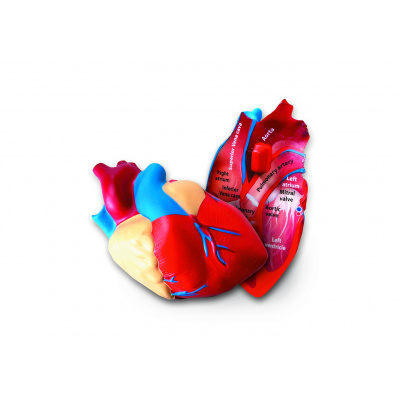 Learning Resources Pěnový model srdce