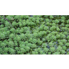 Stolístek vodní, sada 5 ks - Myriophyllum aquaticum - Okysličovací rostliny