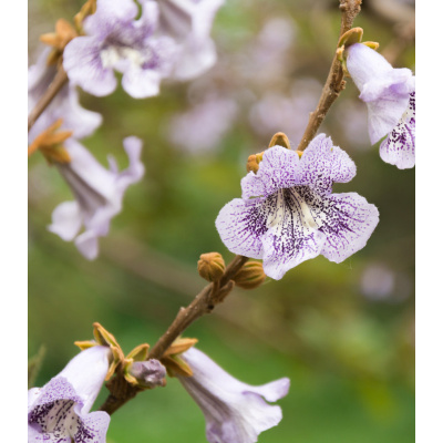 Paulovnie catalpifolia - Paulownia - semena - 15 ks