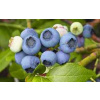 Kanadská borůvka ´BLUECROP´ (Vaccinium corymbosum ´BLUECROP´)