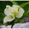 Cornus florida "alba plena" - dřín květnatý - v květináči p9