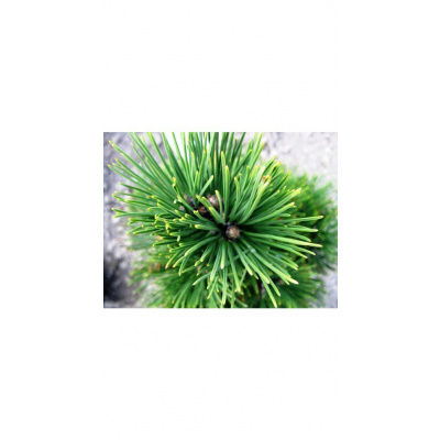Pinus heldreichii Green Brush C5L