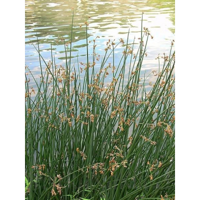 Skřípinec jezerní - Schoenoplectus lacustris