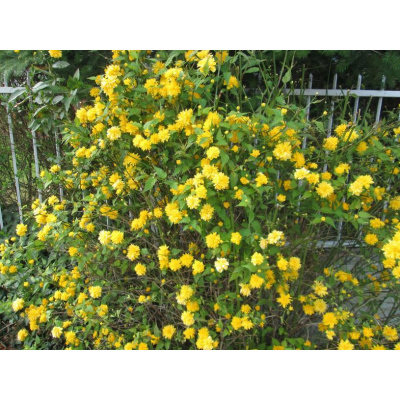 Zákula japonská 'Pleniflora' - Kerria japonica 'Pleniflora', Kontejner o objemu 1,5 litru