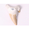 Magieprirody.cz Fosilie žraločí zub velký 6 cm #294