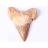 Magieprirody.cz Fosilie žraločí zub velký 6 cm #306