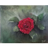 Soňa Palečková, Červená růže, olejové barvy, 36 x 30 cm
