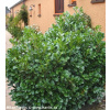 bobkovišeň lékařská ETNA® ('Anbri') (Prunus laurocerasus)