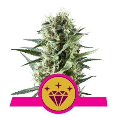 Royal Queen Seeds Special Kush #1 Fem - RQS ks: 10