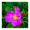 Růže svraskalá - Rosa rugosa - osivo růže - 5 ks