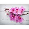 WEBLUX Fototapeta vliesová Pink orchid flower. - 80265794 Růžová orchidejová květina., 200 x 144 cm