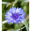 Chrpa modrá - Centaurea cyanus - semena chrpy - 30 ks