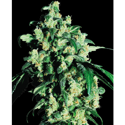 Super Skunk Fem - Sensi Seeds ks: 10