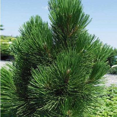 Pinus heldreichii (syn. p.leucodermis) 'Malinki' C5L-v. 20-30 cm